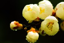 Sinh ngày Âm lịch này, sang tháng 9 sự nghiệp khởi sắc, mọi sự hanh thông