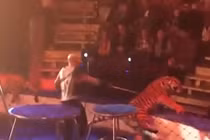 Video: Hổ bị lên cơn động kinh, "đóng băng" ngay khi diễn