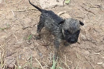 Video: Tuyệt vời chàng phượt thủ ra sức cứu sống chó con đuối nước 