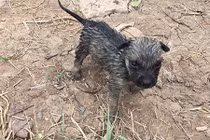 Video: Tuyệt vời chàng phượt thủ ra sức cứu sống chó con đuối nước 