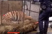 Vào nhà hoang hút cần sa, sốc khi thấy hổ "khủng" bên trong