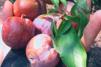 Tuyệt chiêu chọn mận đầu mùa cực ngon cho chị em