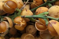 Đeo gùi vào rừng tìm trái "vừa sờ đã bạch": Hái của trời cho