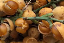 Đeo gùi vào rừng tìm trái "vừa sờ đã bạch": Hái của trời cho