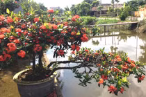 Trồng ngay hoa mẫu đơn đỏ chơi tết cho nhà thêm phú quý