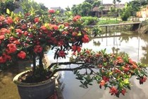 Trồng ngay hoa mẫu đơn đỏ chơi tết cho nhà thêm phú quý