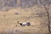 Video: Sư tử đực lên cơn co giật khi đang săn mồi