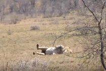 Video: Sư tử đực lên cơn co giật khi đang săn mồi