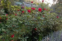 Ngôi nhà hoa trên đồi của phó hiệu trưởng ở Tuyên Quang