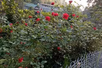 Ngôi nhà hoa trên đồi của phó hiệu trưởng ở Tuyên Quang