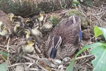 Loại vịt nặng chưa đến 1kg, giá hơn 200.000 đồng/con vẫn cháy hàng