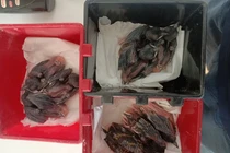 Loài chim có vẻ đẹp kỳ lạ giá 400 triệu/cặp, chỉ nuôi 10 ngày đã bán