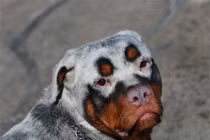 Phát cuồng với những loài động vật được sinh ra với "mặt nạ"