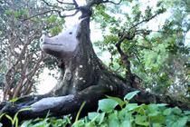 Cây khế giá nửa tỷ được tạo hình linh vật năm Kỷ Hợi ở Sài Gòn