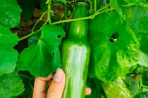 Thanh niên thử trồng mướp trong chai nhựa, thành quả khiến dân mạng bất ngờ