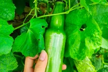 Thanh niên thử trồng mướp trong chai nhựa, thành quả khiến dân mạng bất ngờ