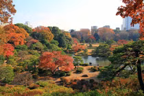 Video: Ngắm mùa thu đẹp hút hồn du khách ở Nhật Bản