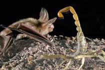 Loài dơi sát thủ chuyên đoạt mạng bọ cạp kịch độc ở Mỹ