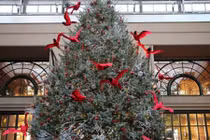 Video: Dân Việt chi tiền khủng săn cây thông Noel thật