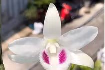 Trò ‘bẩn’ của nhà vườn khiến người chơi lan 'ăn' trái đắng