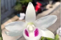 Trò ‘bẩn’ của nhà vườn khiến người chơi lan 'ăn' trái đắng