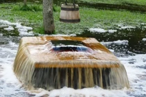 Thân cây cổ thụ tự động tuôn nước xối xả trong hơn 20 năm qua