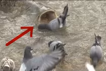 Video: Bầy bồ câu trở thành bữa ăn ngon cho “thủy quái” khổng lồ