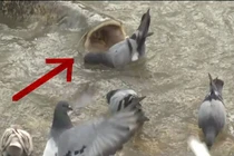 Video: Bầy bồ câu trở thành bữa ăn ngon cho “thủy quái” khổng lồ