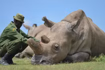 Video: Hai tê giác trắng quý hiếm cuối cùng trên Trái Đất