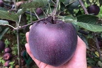 Về quê trồng táo nhìn như nhiễm độc, ai dè vớ được mỏ vàng