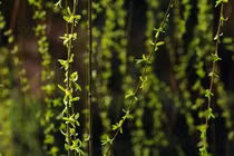 Loài cây không ai nghĩ có thể ăn được, người Trung Quốc hái trụi công viên