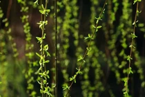 Loài cây không ai nghĩ có thể ăn được, người Trung Quốc hái trụi công viên