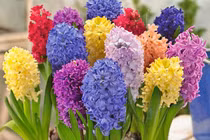 Mang những cây này về nhà trồng bảo sao làm ăn thất bát