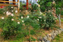 Sốc nặng khi phát hiện ra người tình bí mật của vợ