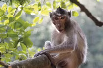 Thần Tài vẫy gọi, 5 con giáp đổi đời nhất trước thềm Tết Nguyên đán 2022 