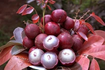 Vườn nhãn tím "vạn người mê" ùn ùn người xếp hàng xin mua