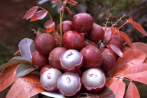 Vườn nhãn tím "vạn người mê" ùn ùn người xếp hàng xin mua