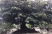Choáng ngợp vú sữa đại thụ chi chít quả, có giá hàng tỷ đồng