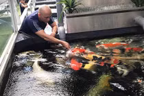 Bể cá Koi đẹp mê hồn của chàng trai phố Núi