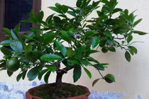 Không trồng cây này trong nhà chắc chắn bạn sẽ hối hận