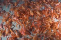 Video: Ngoạn mục cảnh đàn tôm khổng lồ “hành quân” dưới đáy biển