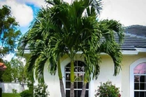 Loại cây trồng trước nhà gọi may mắn, tài lộc vào ầm ầm