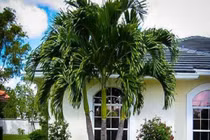 Loại cây trồng trước nhà gọi may mắn, tài lộc vào ầm ầm