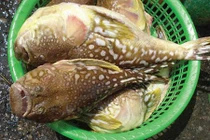 Cảnh báo những loại hải sản dễ gây ngộ độc thường gặp