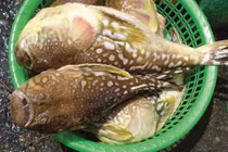 Cảnh báo những loại hải sản dễ gây ngộ độc thường gặp