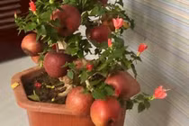 Táo bonsai nở hoa dâm bụt, hải đường chi chít nụ keo 502