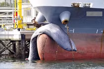 Chuyện loài cá voi to lớn thứ 2 thế giới bị chết kẹt trước mũi tàu