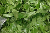 Đắt gấp 4 lần thịt lợn, rau sắng rừng vẫn được vạn người vẫn mê