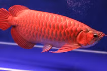 Đại gia Việt săn cá đỏ hơn tỷ đồng cầu may