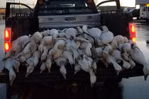 Nghi ngờ sét đánh gây ra "cơn mưa ngỗng" trút xuống tiểu bang Mỹ